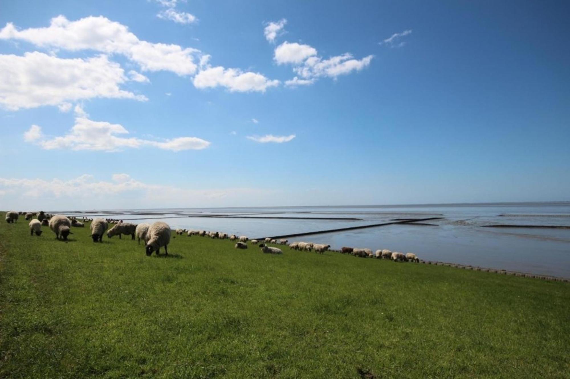 Kleine Nordseewelle Ohne Hund 诺登 外观 照片